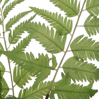 Ferns Set/2