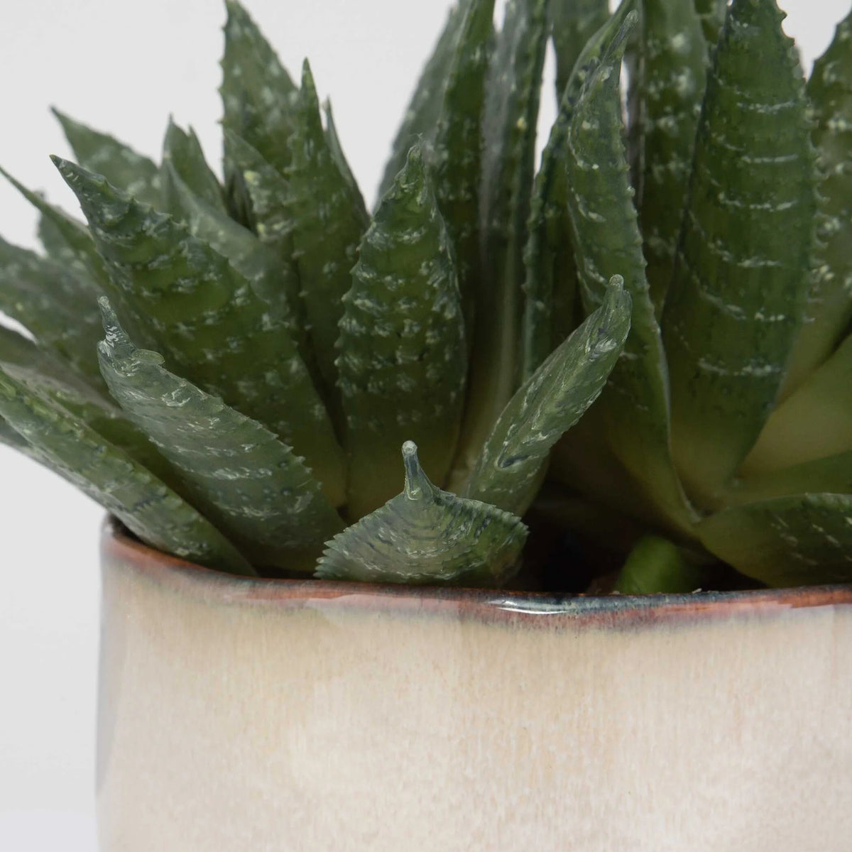 Succulent Accent
