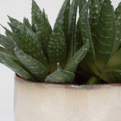 Succulent Accent