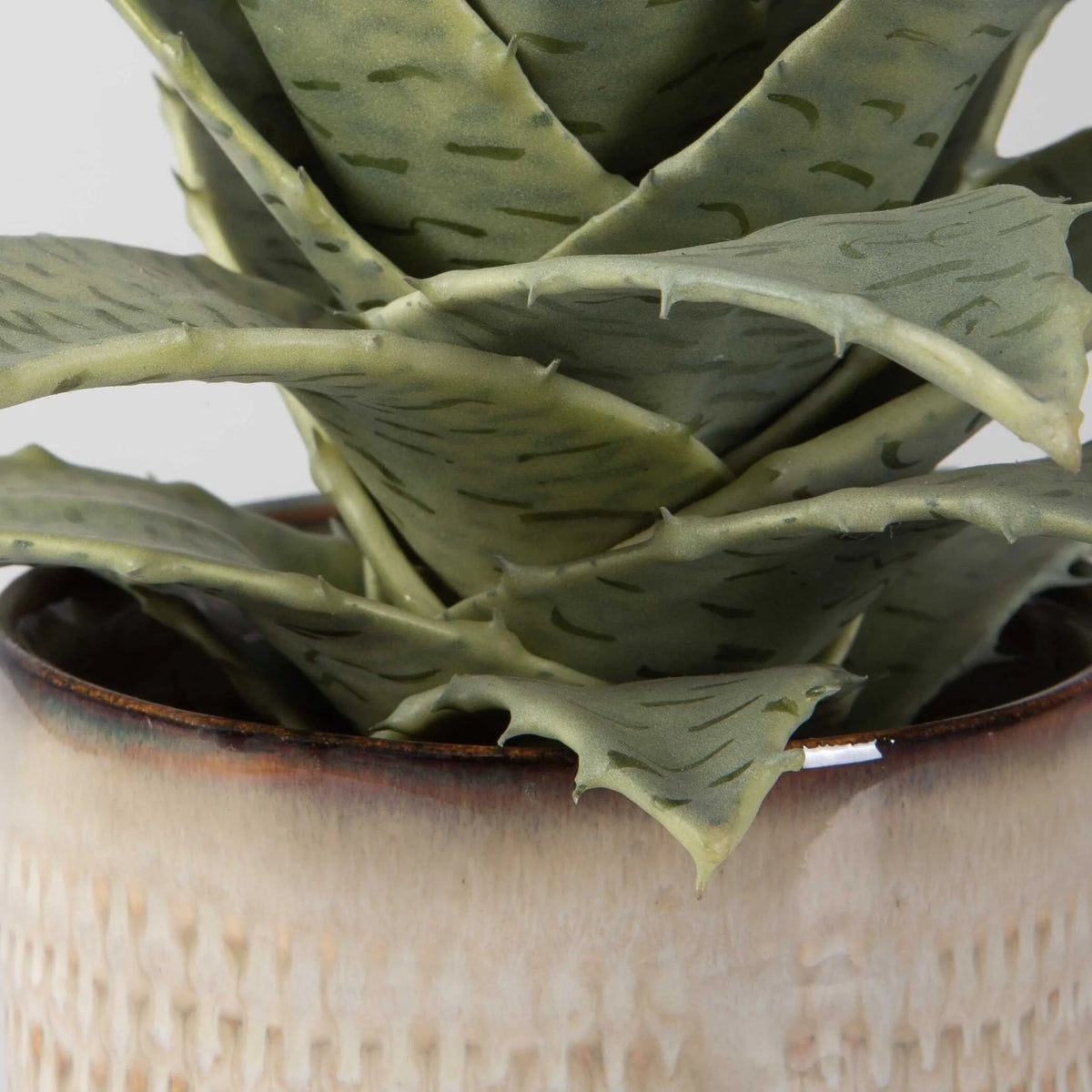 Potted Succulents, Set of 2