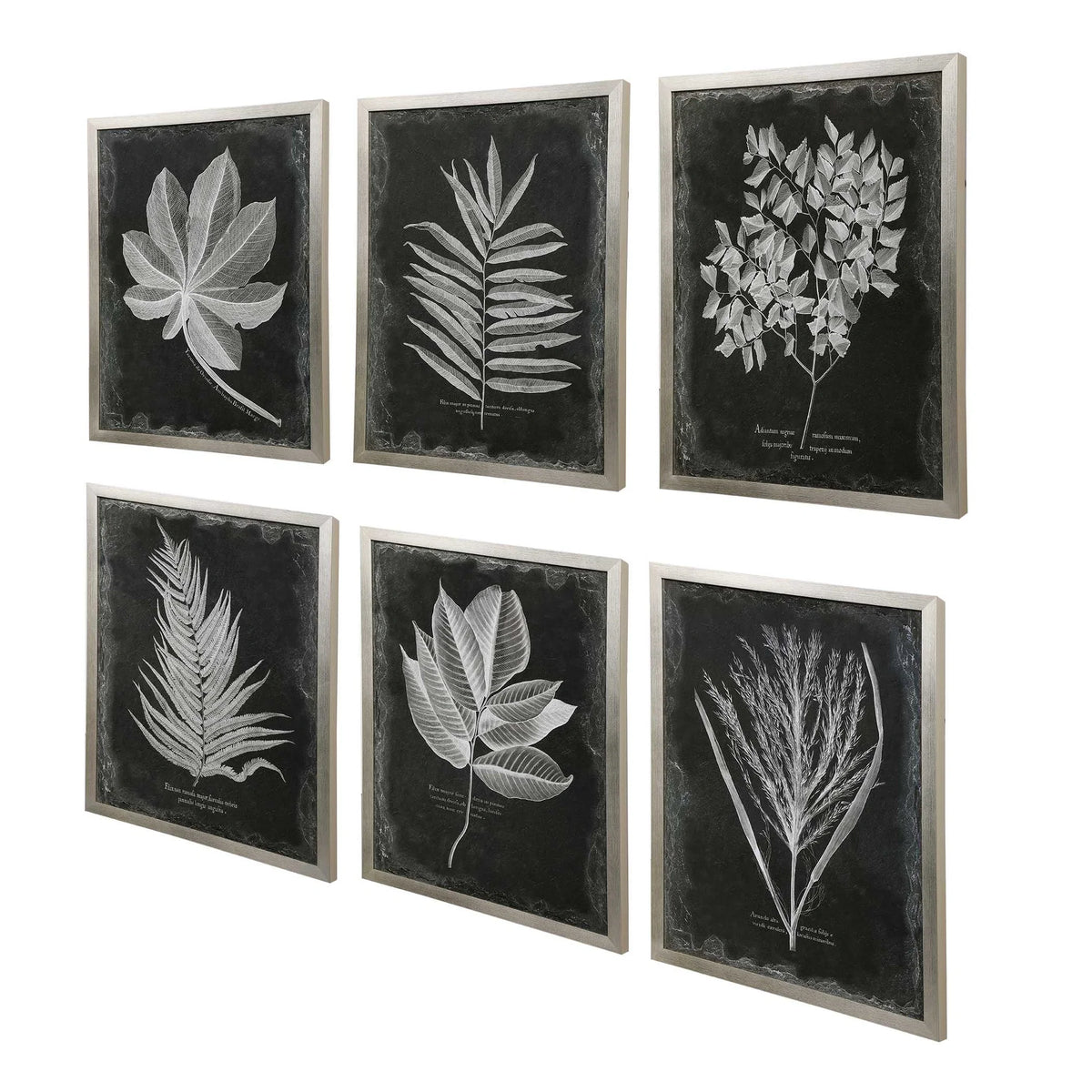 Botanical Leaf Prints, Set of 6