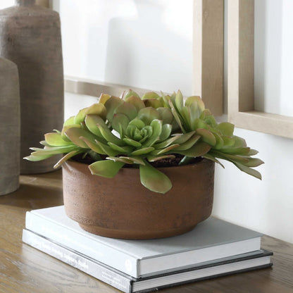Succulent Accent in Terracotta Pot