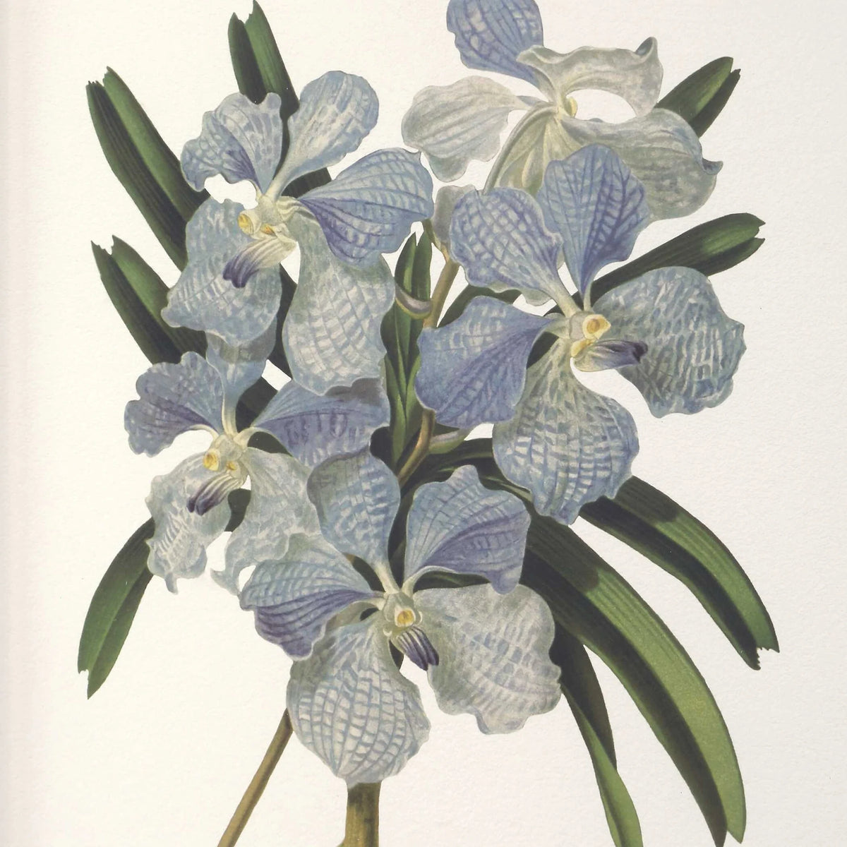Framed Orchid Botanical Prints, Set of 6