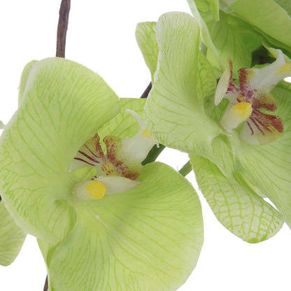 Green Orchid