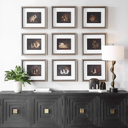 Framed Rabbit Prints, Set of 9