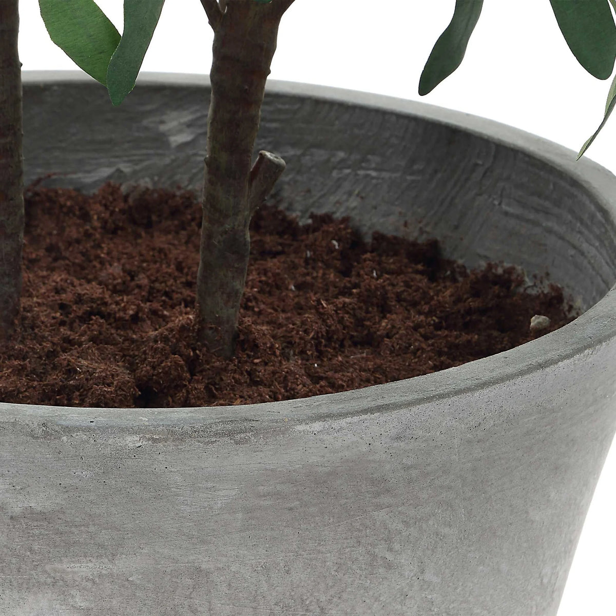 Potted Olive Plant