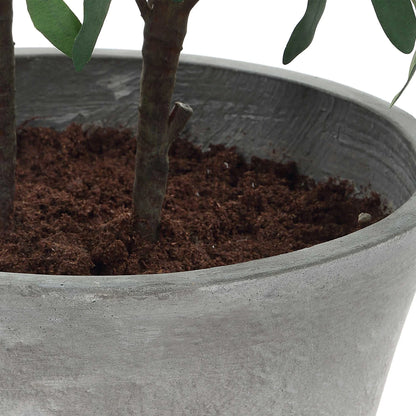 Potted Olive Plant