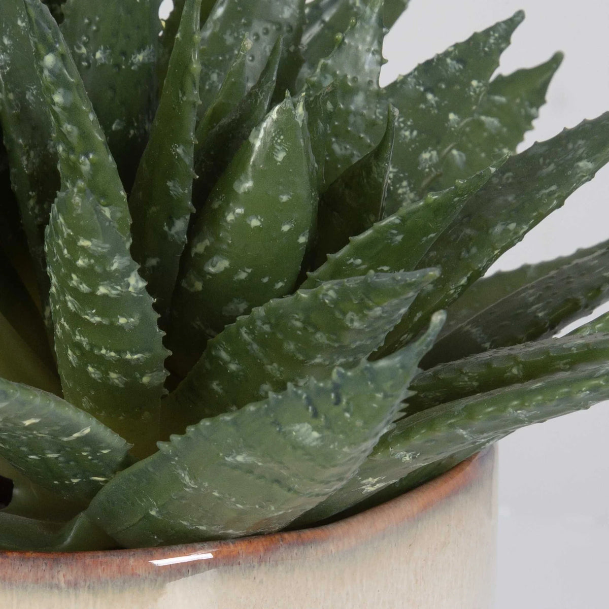 Succulent Accent