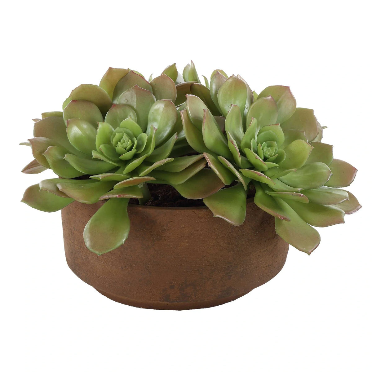 Succulent Accent in Terracotta Pot