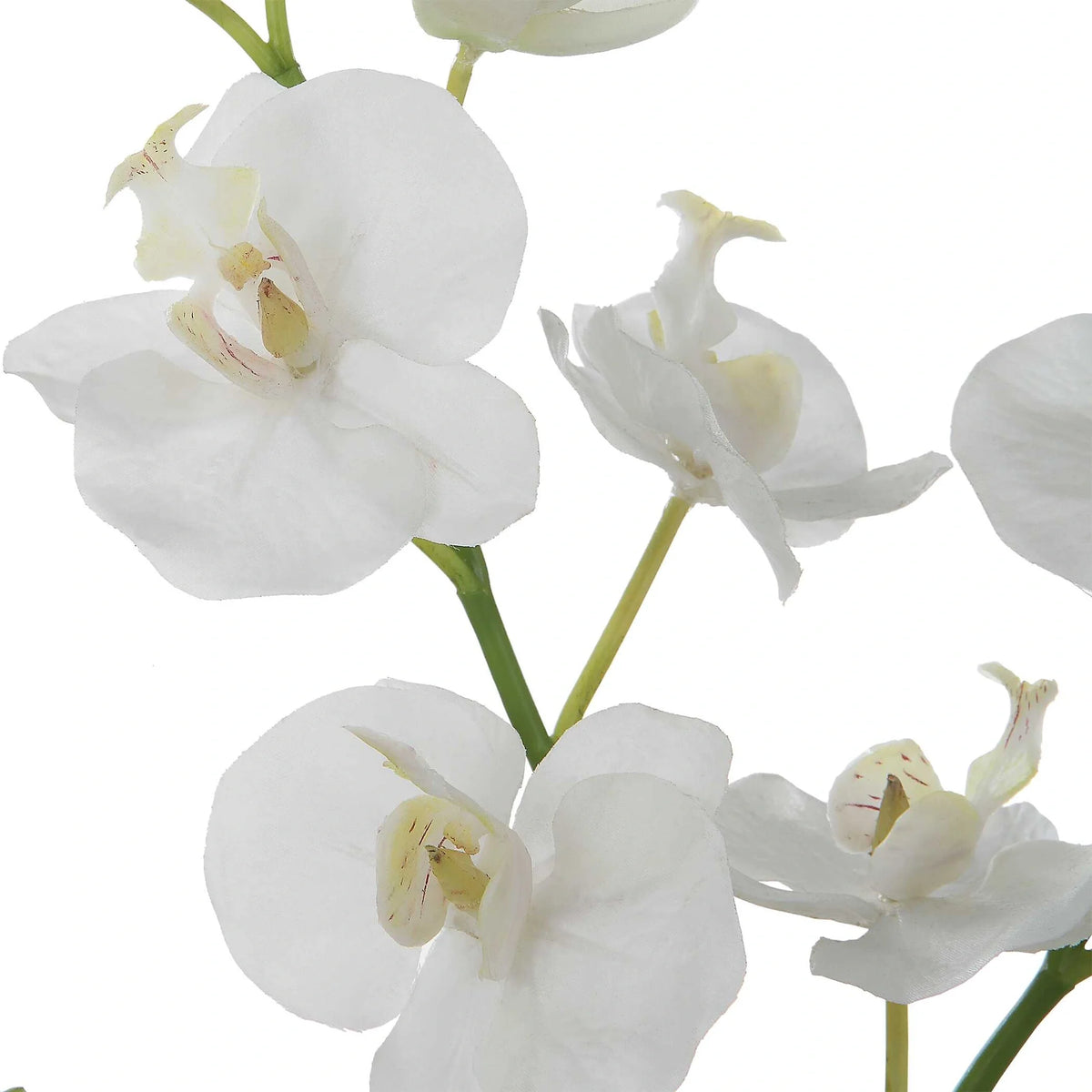 Orchid