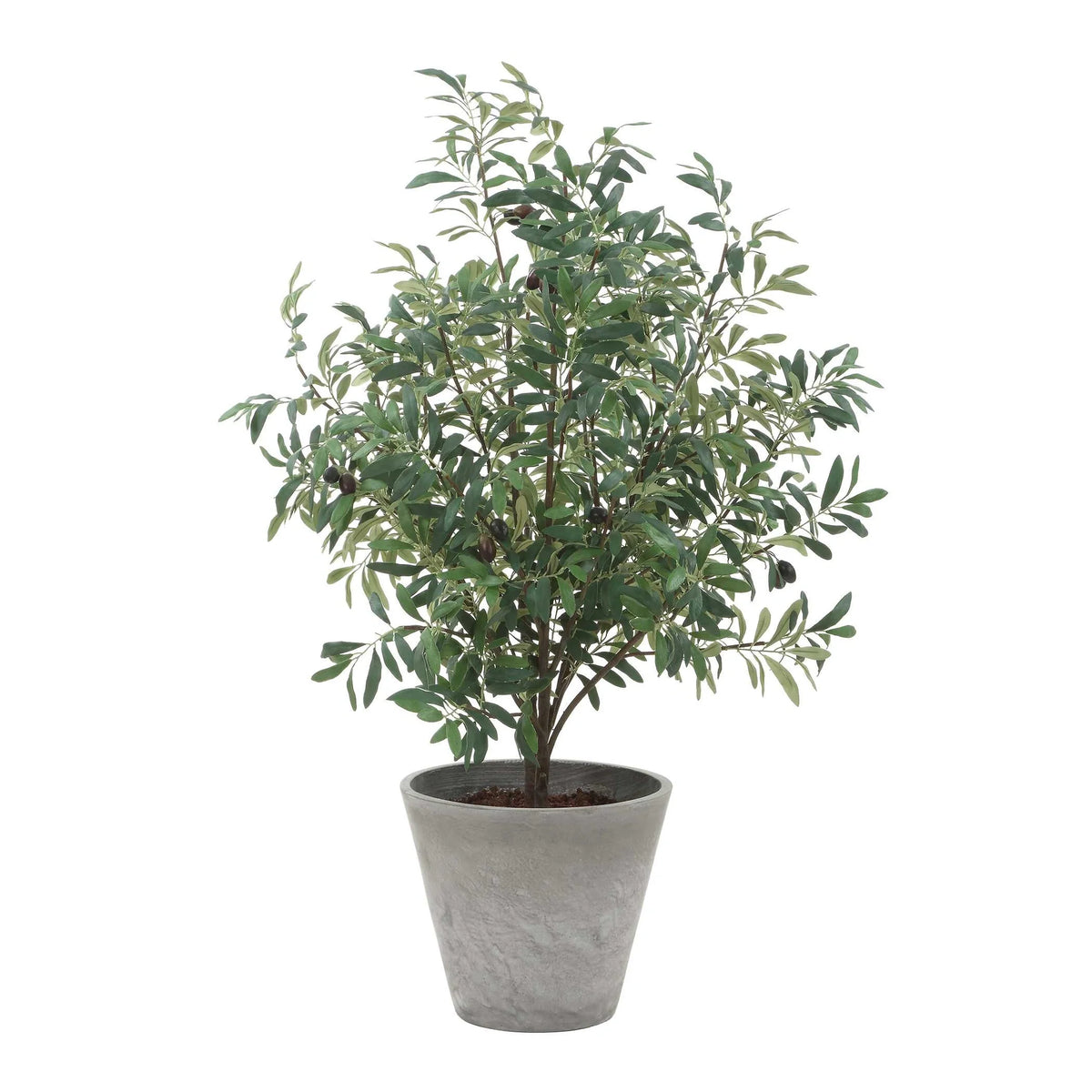 Potted Olive Plant