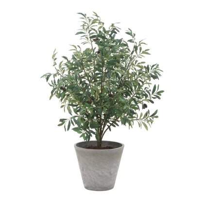 Potted Olive Plant