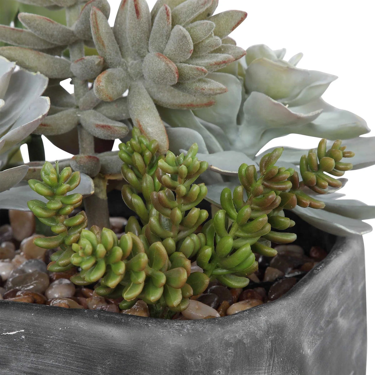 Desert Garden Succulents