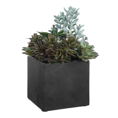 Indoor-Outdoor Succulent Arrangement