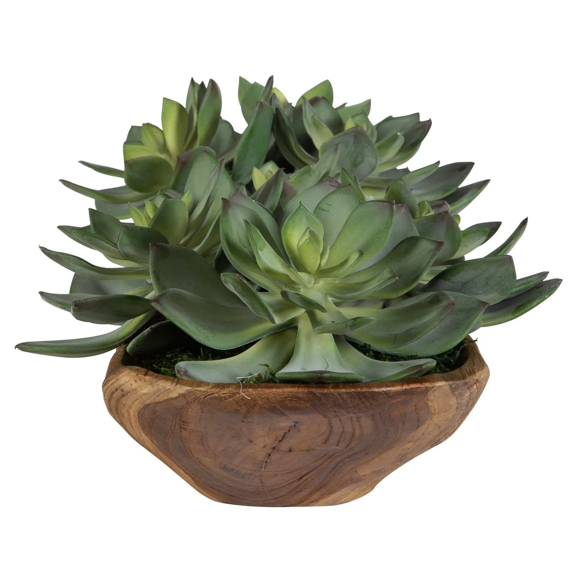 Green Succulent Centerpiece