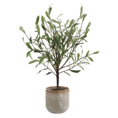 Olive Accent in Textured Ceramic Vase