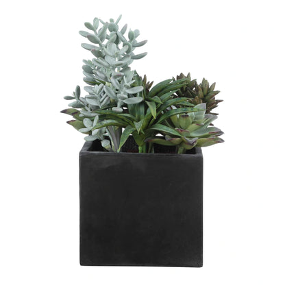 Indoor-Outdoor Succulent Arrangement
