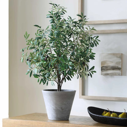 Potted Olive Plant