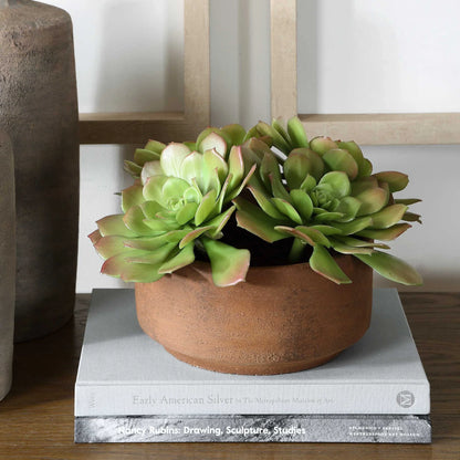 Succulent Accent in Terracotta Pot