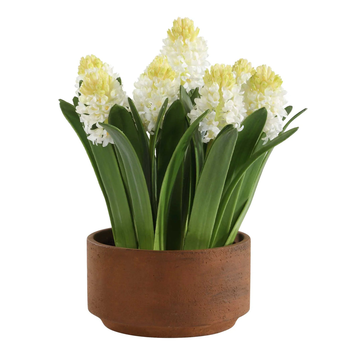Potted Hyacinth Plant