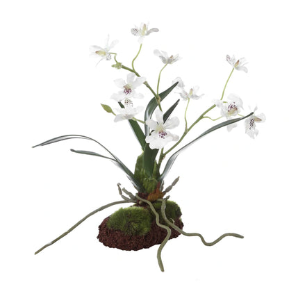 Orchid Drop-In