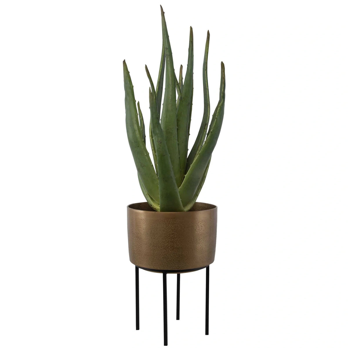 Aloe Planter