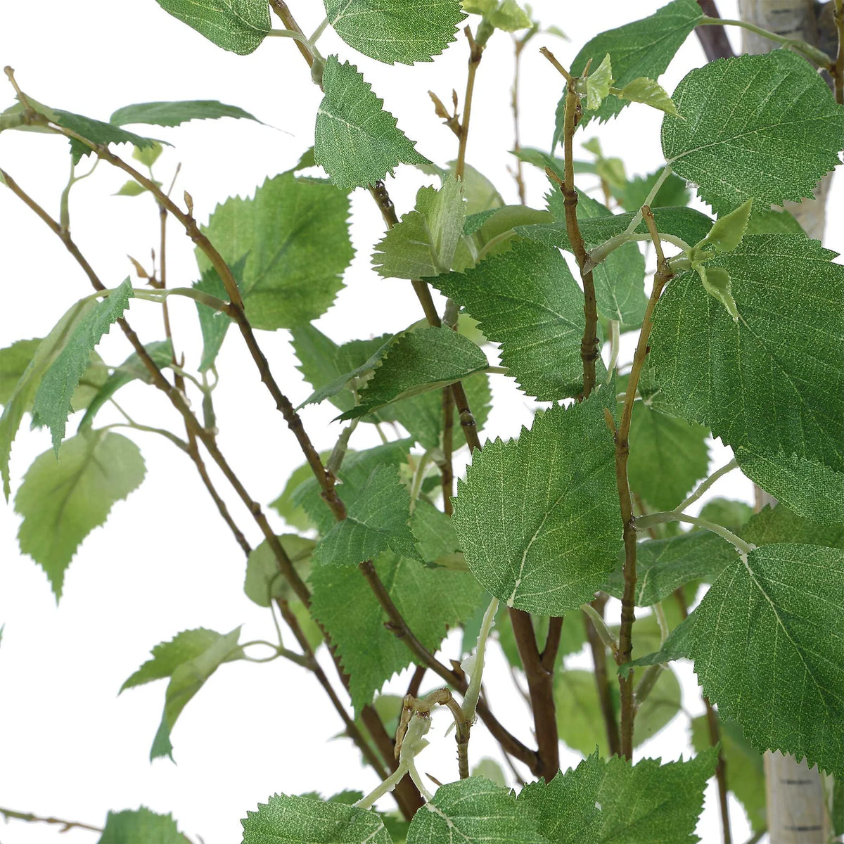 Potted Birch Tree