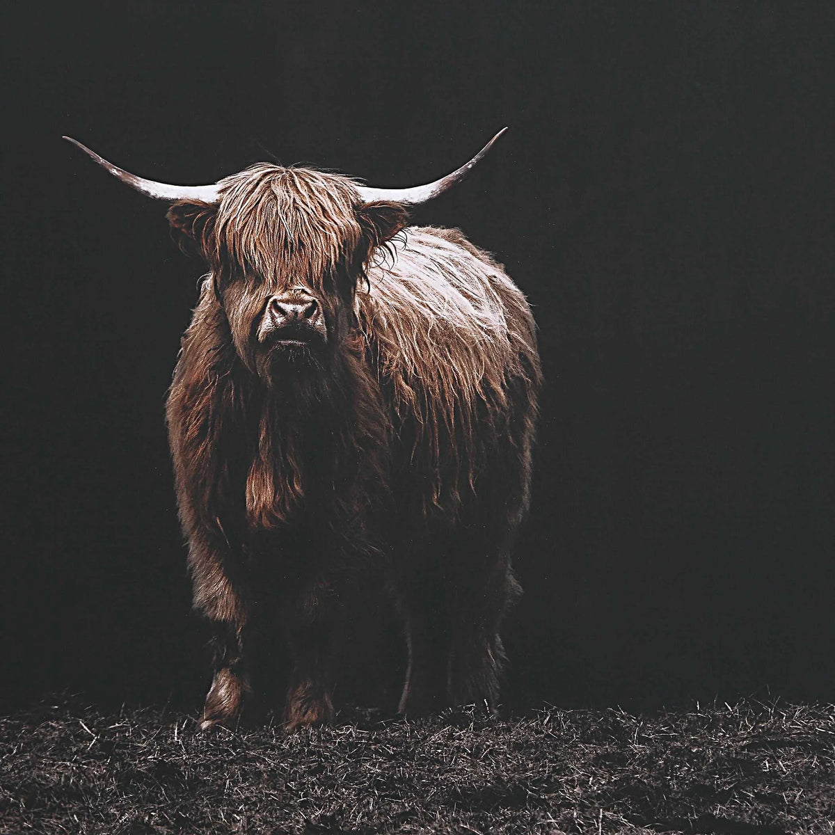 Framed Bovine Print