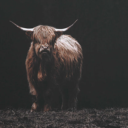 Framed Bovine Print