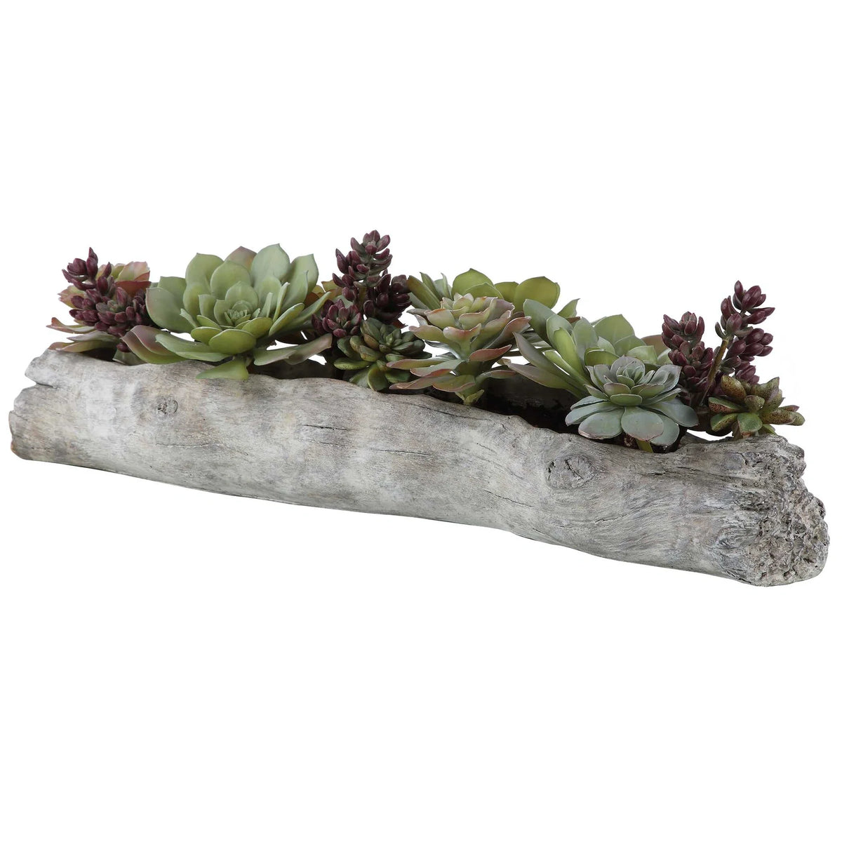Lush Succulents