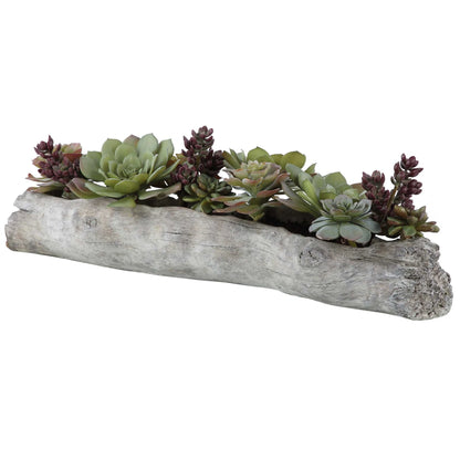 Lush Succulents