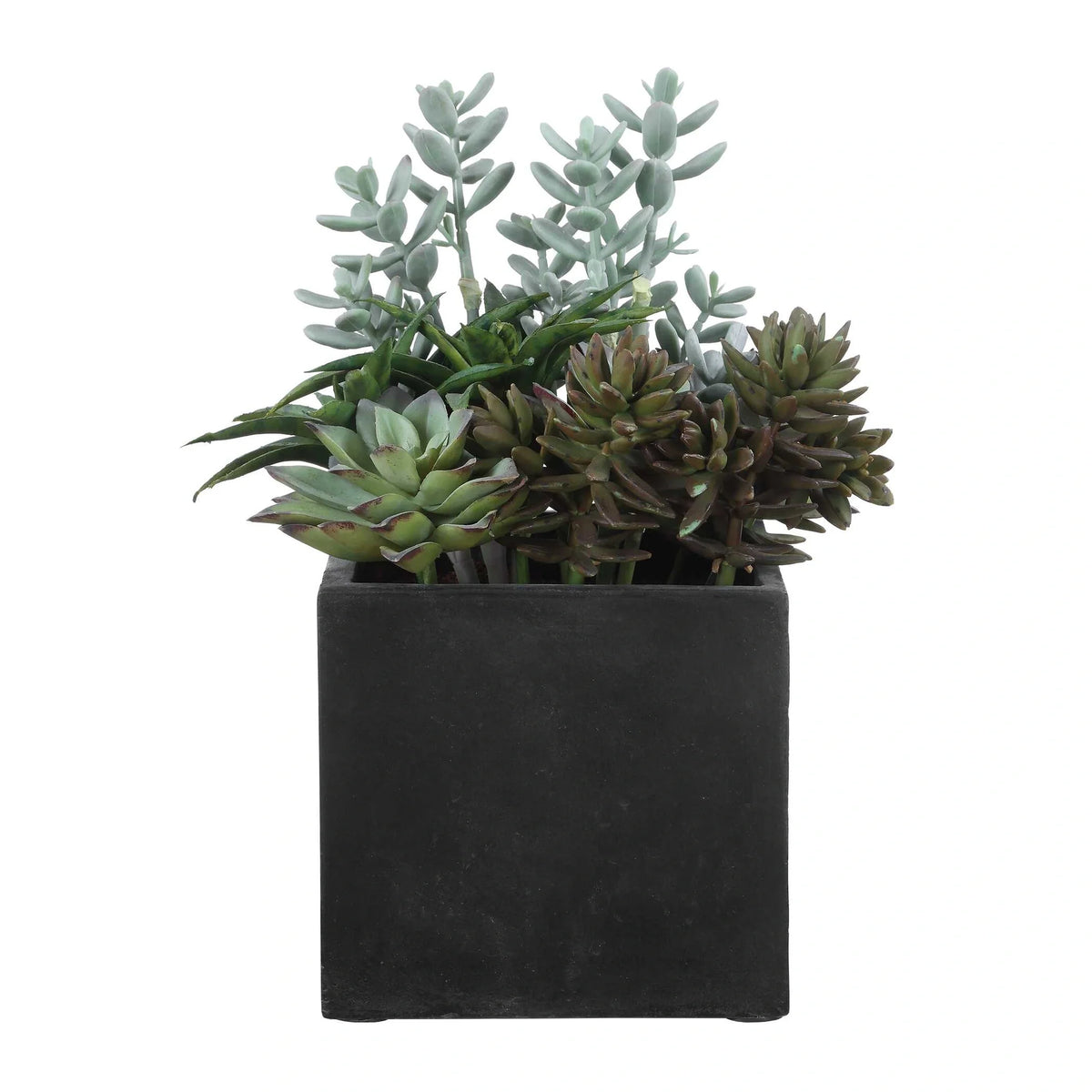 Indoor-Outdoor Succulent Arrangement
