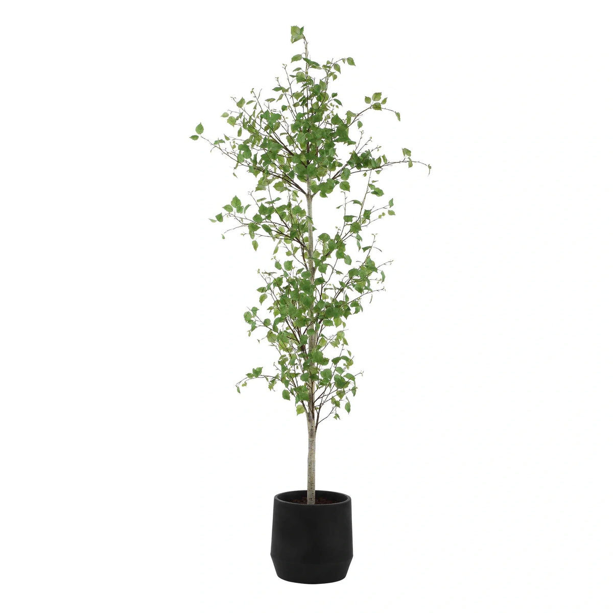 Potted Birch Tree