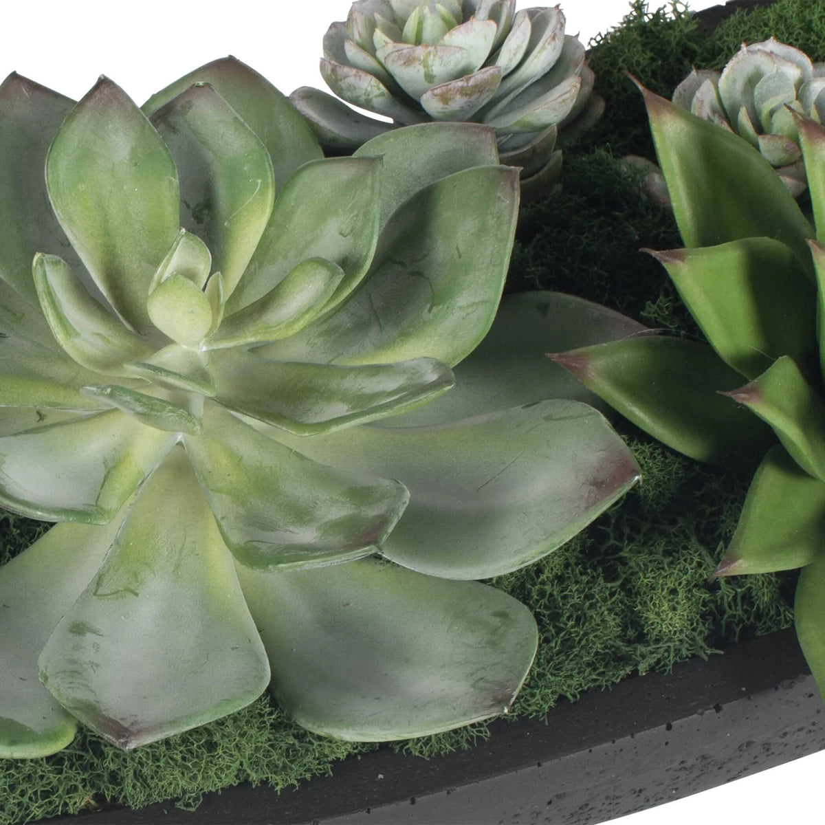 Succulent Centerpiece In Bowl