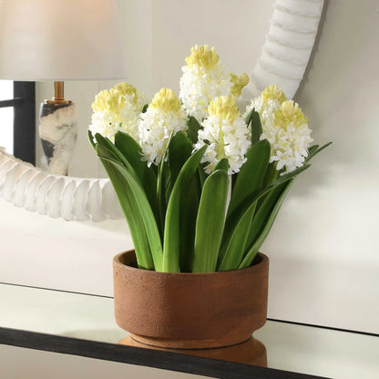 Potted Hyacinth Plant