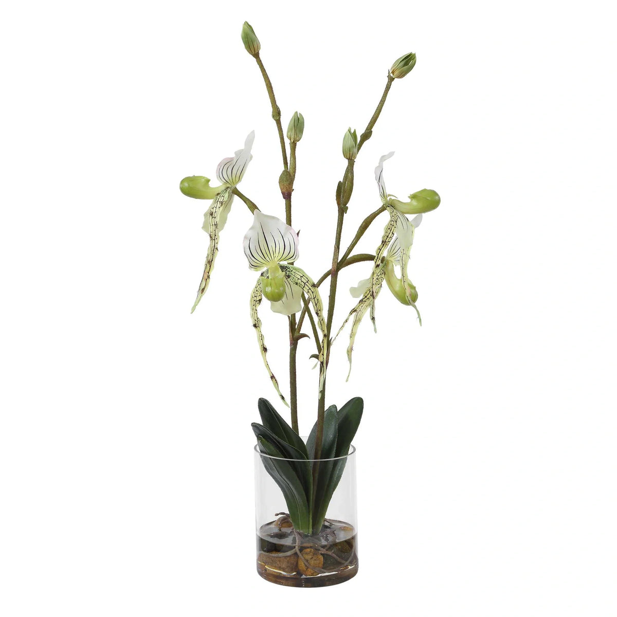 Slipper Orchid In Glass Vase