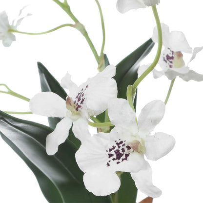 Orchid Drop-In